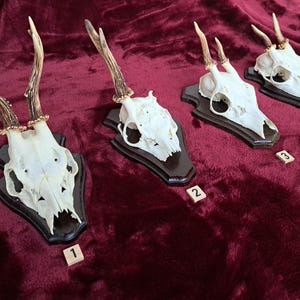 Roe deer antlers, horns from the roe deer, roebuck, original board, trophy, Rhineland-Palatinate, decoration, morbid gift, curiosity, roe antlers, Vulture Culture