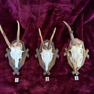 May include: Three deer skull mounts with antlers, each mounted on a wooden plaque with a decorative cross design. The skulls are white and the antlers are brown. The plaques are a medium brown color.