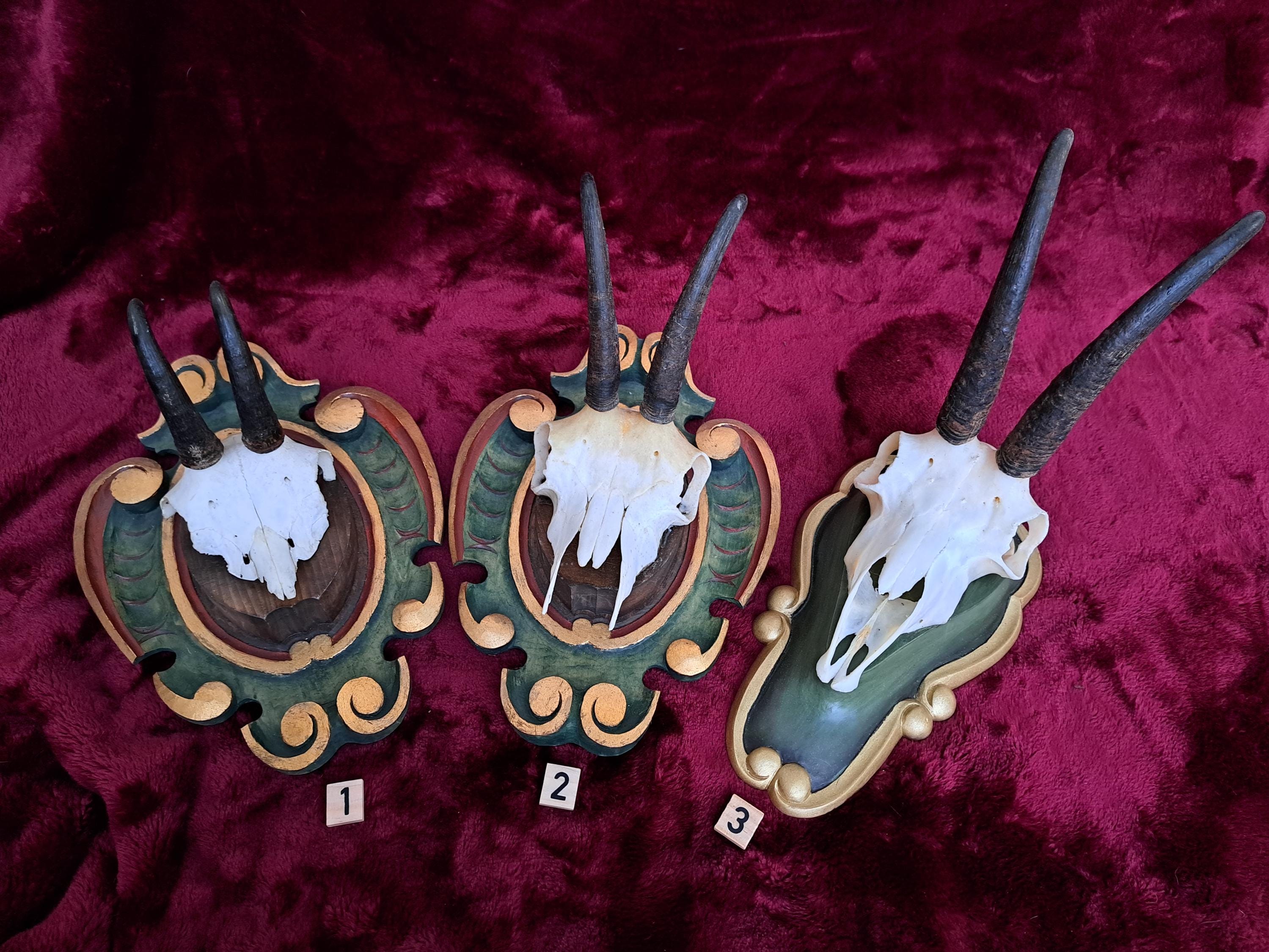 Trophée Chamois Naturalisé – Taxidermie 1979, Signé André Fabre, Vintage Mural