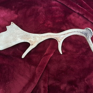 Antlers Fallow Deer Shedding Antlers Fallow Deer Germany Stag Antlers Fallow Deer Antlers Vulture Culture Goblincore Antler Tips DIY