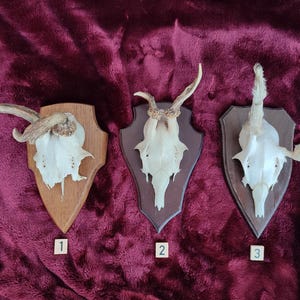 May include: Three animal skull mounts on wooden plaques. The skulls are white, with visible antlers and horns. The plaques are various shapes and colours, mounted on a burgundy fabric background. Each plaque is numbered.