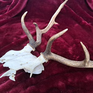 May include: A pair of deer antlers attached to a skull, resting on a deep red velvet surface. The antlers are a light brown color, with a lighter bone-white skull. The antlers have multiple points.