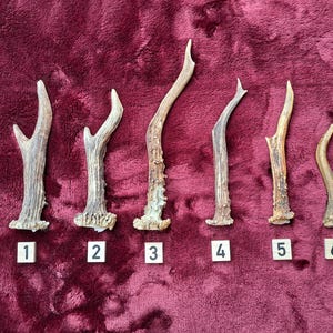 Natural antler tips, shed antlers, antlers from deer, deer antlers, antler decoration, vintage collector&#39;s item, Germany, DIY