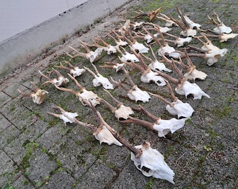 Cuernos, cráneo de corzo, astas de corzo *arriba* Brandeburgo, Alemania Oriental, RDA