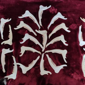 May include: A display of off-white animal jawbones, each with visible teeth, arranged on a deep red velvet surface. The bones are positioned in a circular pattern, with some pieces scattered around the edges.
