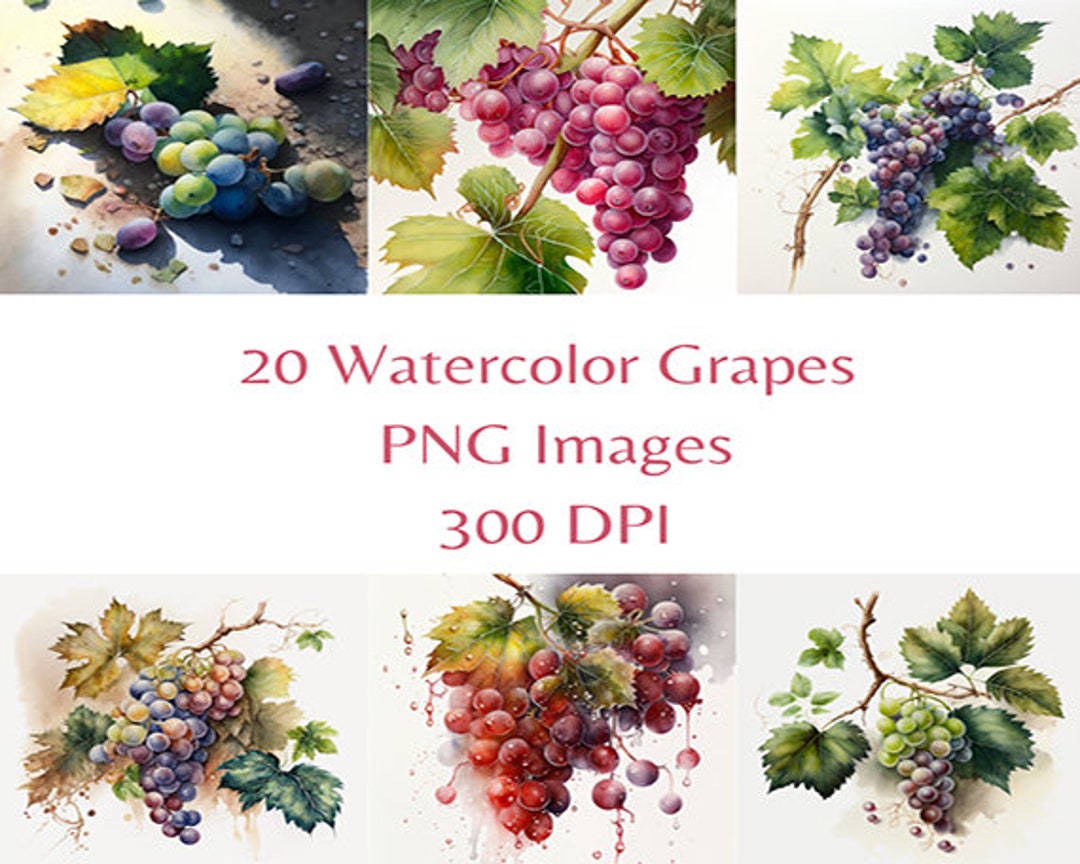 20 Watercolor Grapes Clipart Images PNG Commercial Use Etsy