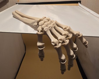 May include: A white plastic anatomical model of a human hand and forearm skeleton.