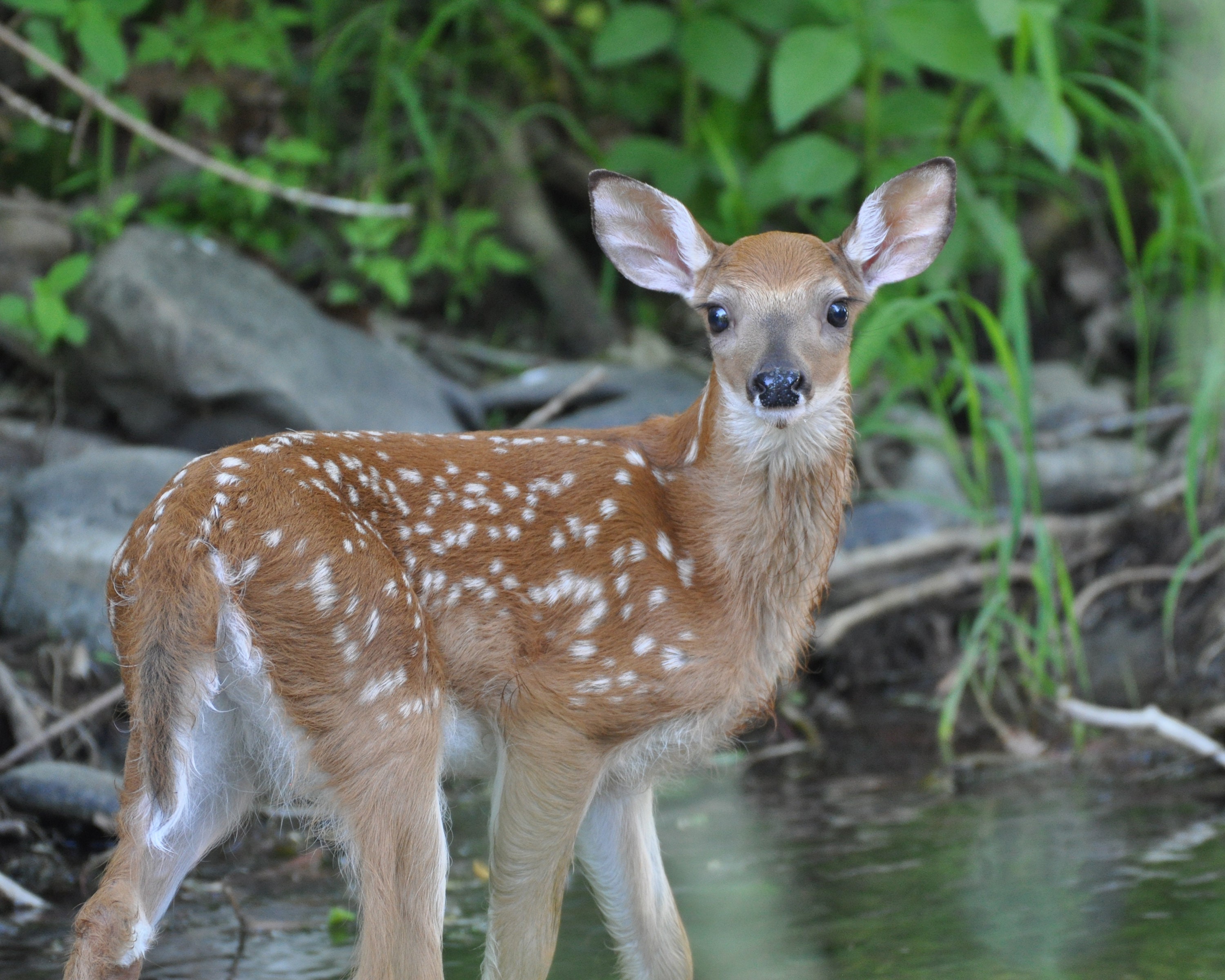 Fawn Photograph - Etsy