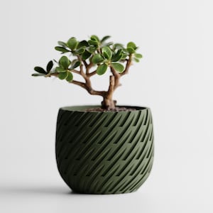 Può includere: Una piccola pianta di giada in un vaso verde scuro. Il vaso ha un design strutturato con tagli diagonali. Le foglie sono piccole e verdi, il tronco è marrone. Sfondo bianco.