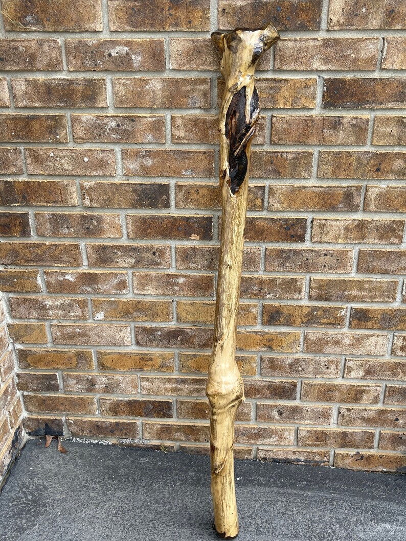 Walking Stick Sumac Tree Walking Stick Etsy