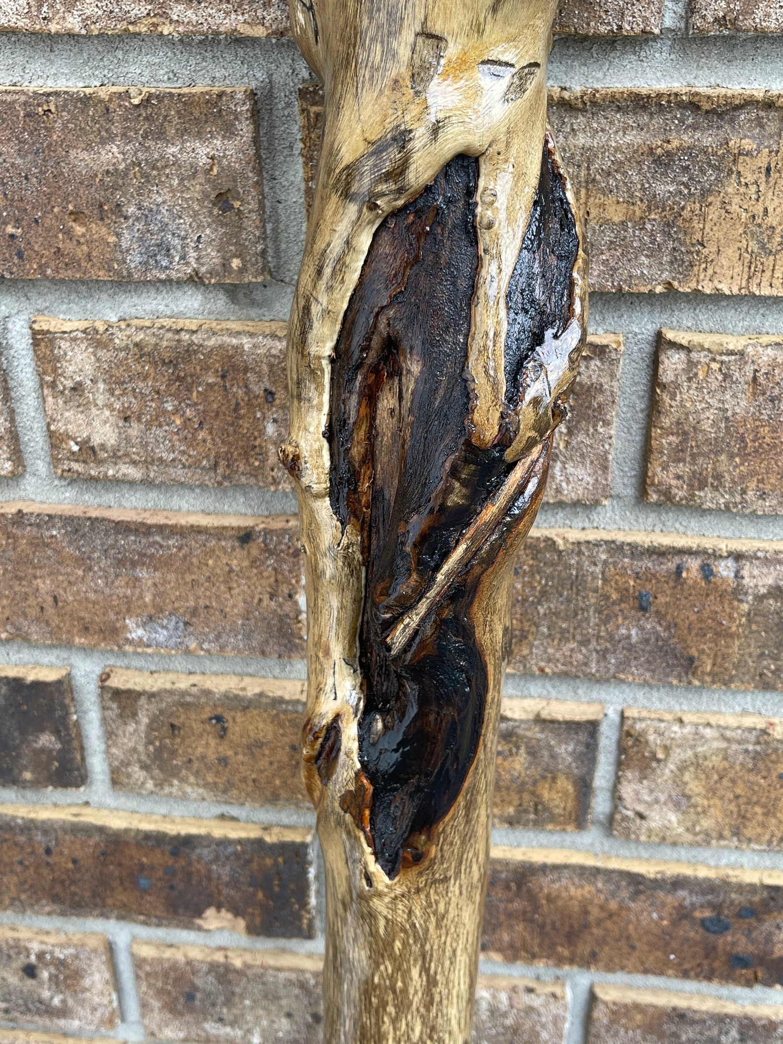 Walking Stick Sumac Tree Walking Stick Etsy