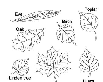 Leaves svg/Eve/Birch/Poplar/Oak/Linden tree/Maple Tree/Lilacs/For Laser Machine,Dxf,AI,Pdf,CDR,Laser Cutting