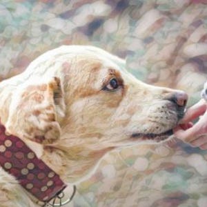 Può includere: Primo piano di un cane con un collare rosso a pois bianchi che guarda una mano che si estende per accarezzarlo.