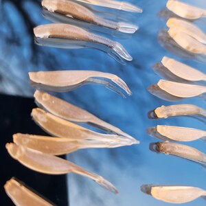 May include: A collection of translucent, pale brown, soft plastic fishing lures. The lures are shaped like small fish and have a slight curve to them. They are arranged in a row on a blue surface.