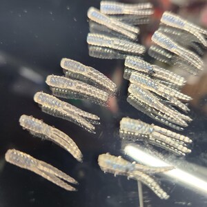 May include: A close-up of a group of translucent, iridescent, plastic fishing lures. The lures are shaped like worms and have a segmented design.