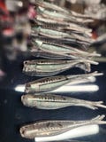 STS 2.0 Crappie Tracer Shad Soft Plastic Fishing Bait -- Bad Shad