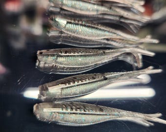 STS 2.0 Crappie Tracer Shad Soft Plastic Fishing Bait -- Bad Shad