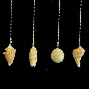 May include: Four seashell ceiling fan pulls hanging against a black background. The shells are various shapes and sizes, with natural beige and tan coloring. Each shell is attached to a silver ball chain.