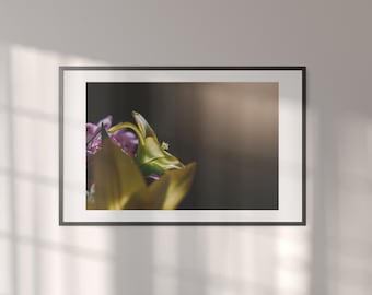 Lily in the Light Print | Fine Art Print | Moody Lily in the Light Photo