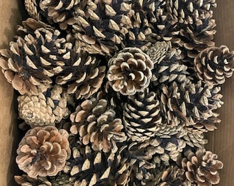 May include: A box filled with a large quantity of brown pine cones. The cones are various sizes and shapes, with some having a darker brown color.