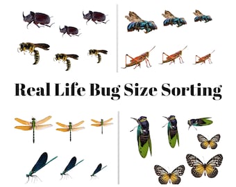 Real Life Bug Size Sorting
