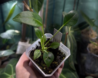 Anthurium Decurrens - Etsy