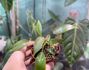 Philodendron Spiritus Sancti