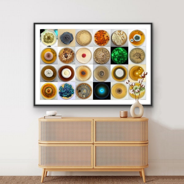 Mold & Mushroom Wall Art, Petri Dish Collage, Fungi Print, Digital Download