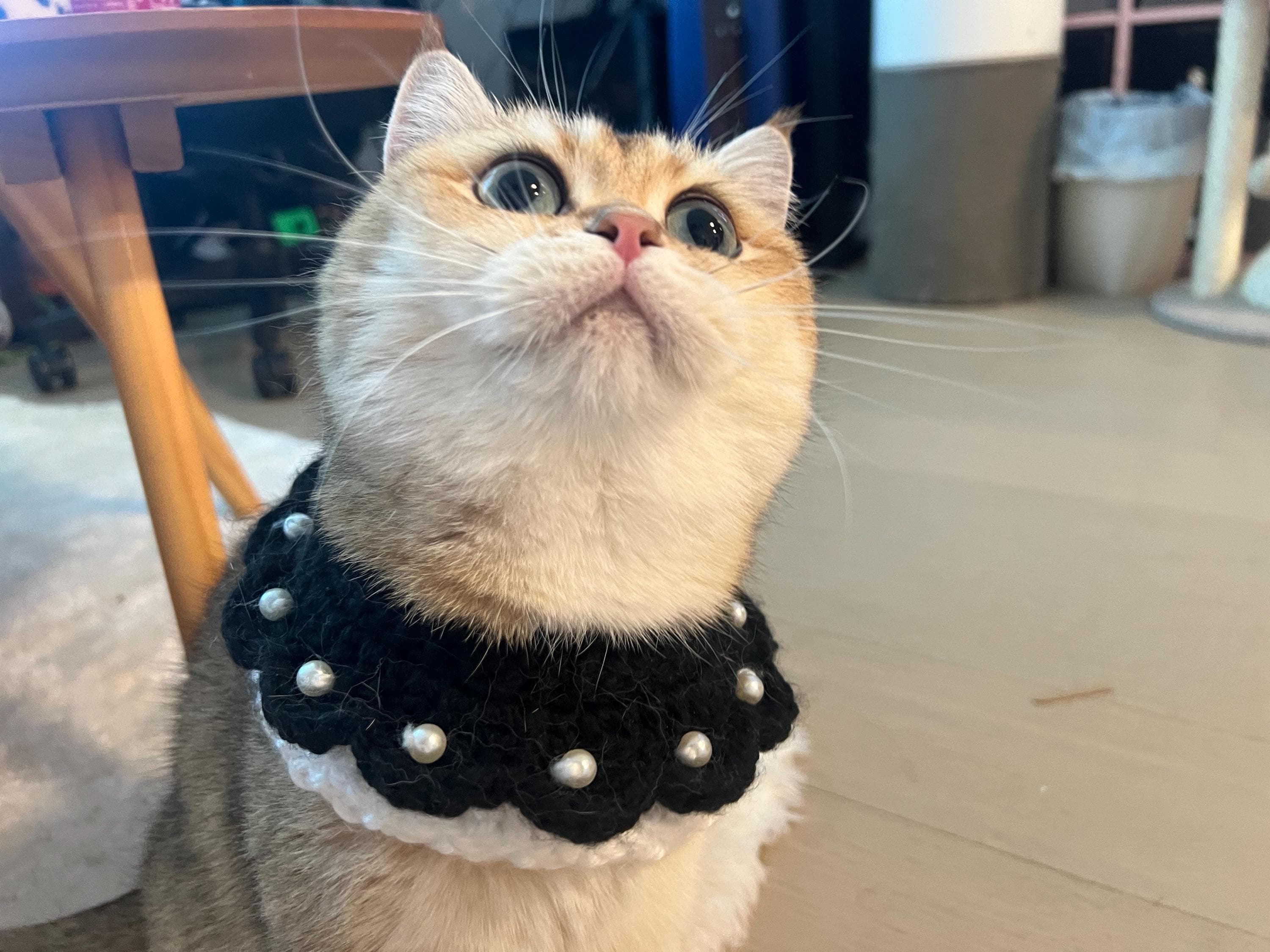 Cuir Réfléchissant Collier De Chien Personnalisé Gravure Gratuite Plaque S-2XL E - Foto 5