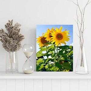 Bakson Photography Canvas Landscape Print - Sunflowers in Minnesota