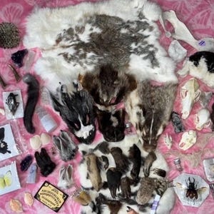 May include: An assortment of natural history specimens, including animal skulls, fur pelts, insect displays, and a Ouija board, arranged on a pink surface. The collection features a variety of colors and textures, creating a unique display.