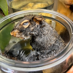 XL adult squirrel wet specimen, NO JAR please read description