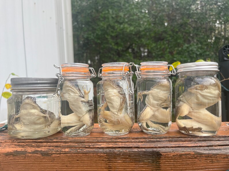 Leopard Frog Wet Specimen Formalin Fixed, Oddity, Taxidermy, Curio
