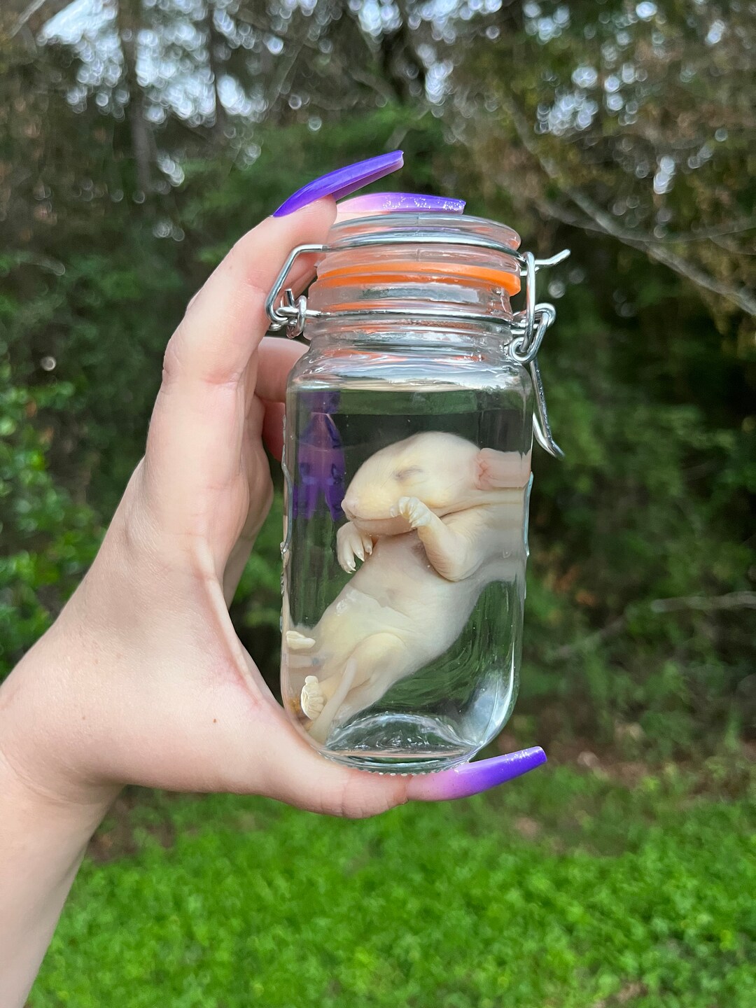 Formalin Fixed Fetal Opossum Wet Specimen Oddity read Etsy