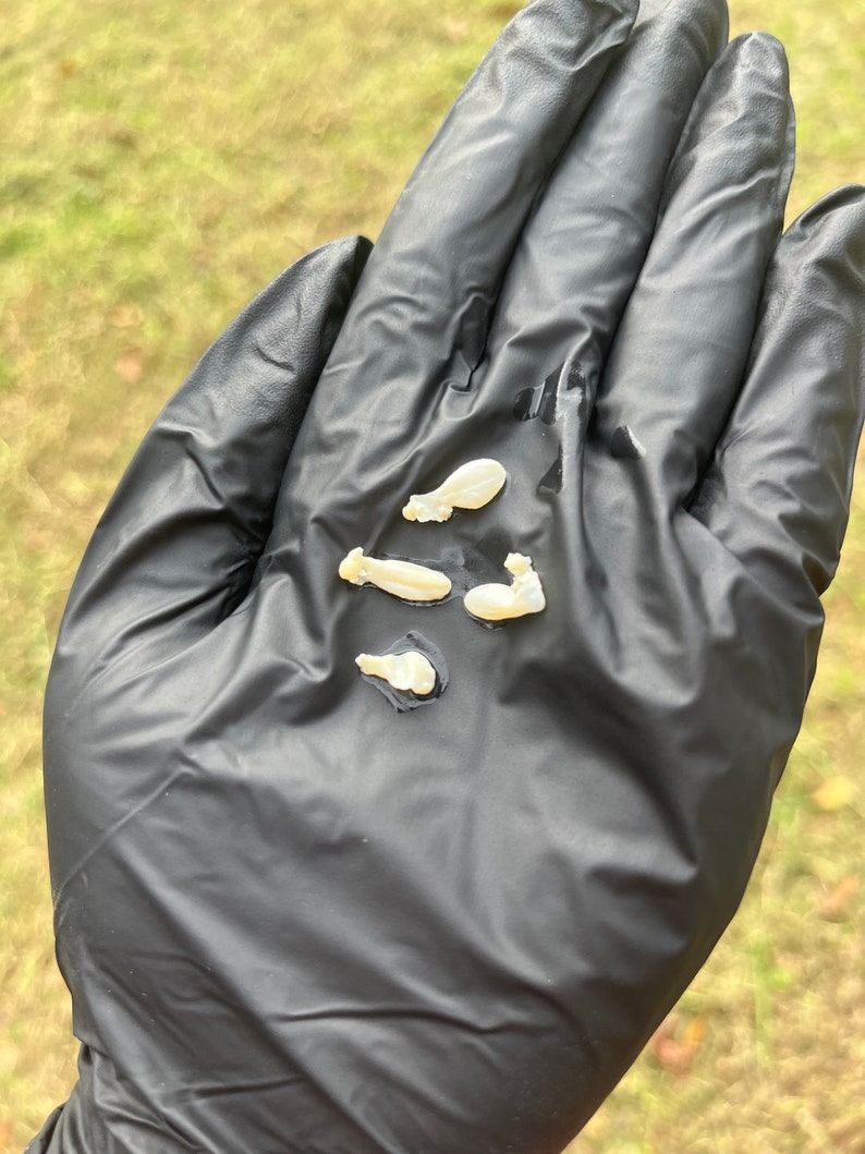 RARE Skunk Scent Gland Wet Specimen - Etsy