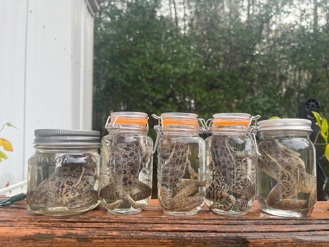 Leopard Frog Wet Specimen Formalin Fixed, Oddity, Taxidermy, Curio