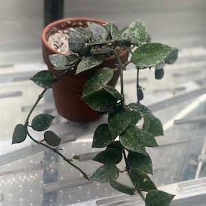 Hoya Krohniana Silver Splash 2&quot; cutting LIVE