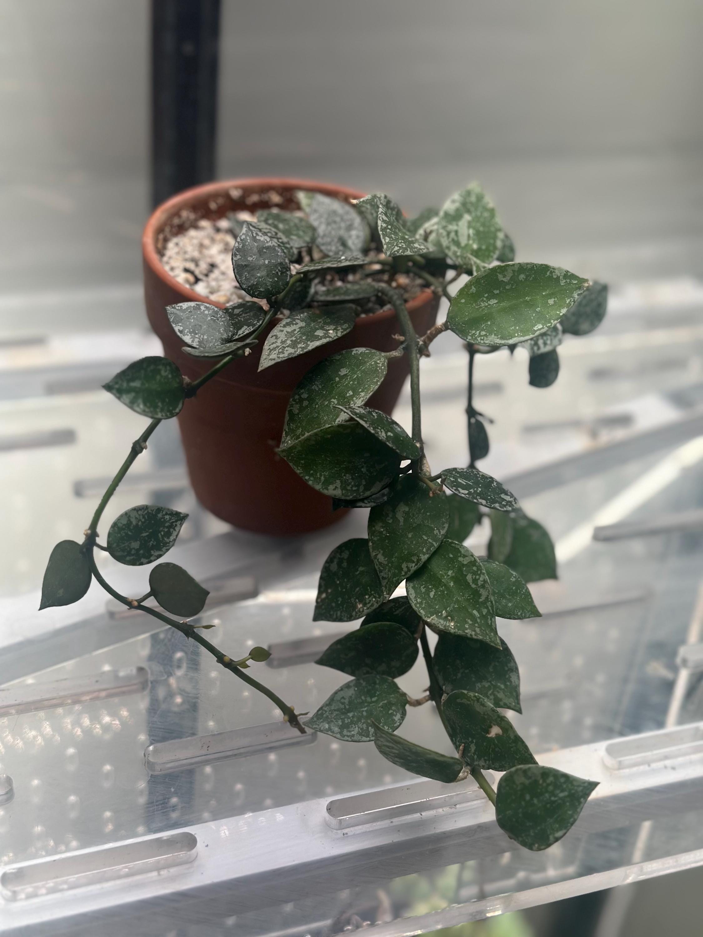 Hoya silver splash - Etsy 日本