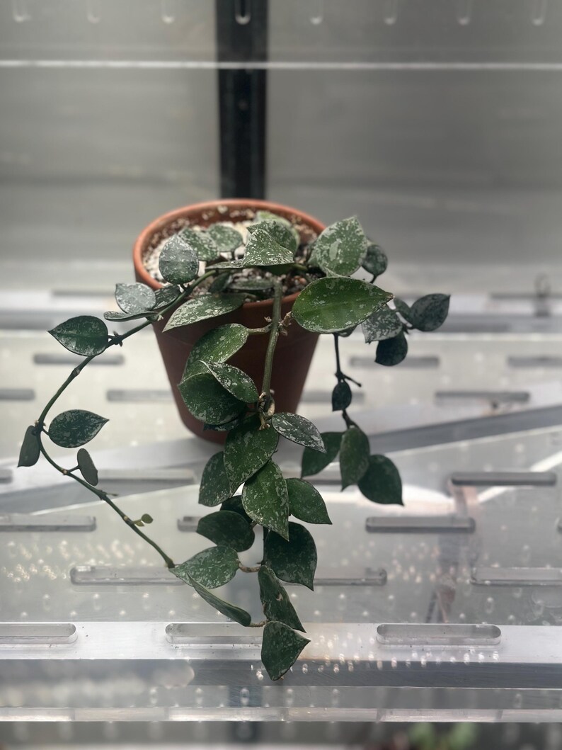 Hoya Display Hoya Krohniana Silver Splash 2