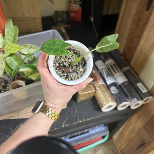Alocasia Frydek 4&quot; Potted Plant LIVE