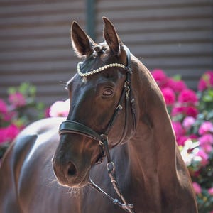 CR Harmonybridle - bitloos 3-in-1 hoofdstel