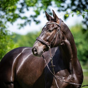 Bride anatomique sans mors avec coussinets remplaçables et gros cristaux Frontal avec système de changement rapide Bride transversale Sidepull marron foncé