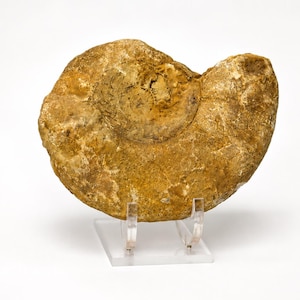 May include: A fossilized ammonite specimen with a textured, golden-brown surface featuring a spiral shell pattern. The fossil is displayed upright on a clear, transparent acrylic stand that supports the curved base of the prehistoric object.