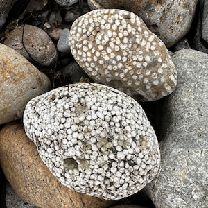 Fossilised coral photo art