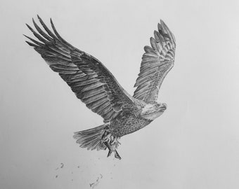 Majestic Hunt - Dibujo detallado de águila con pescado recién capturado A1