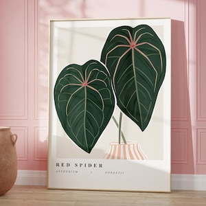 Anthurium red spider - Etsy 日本