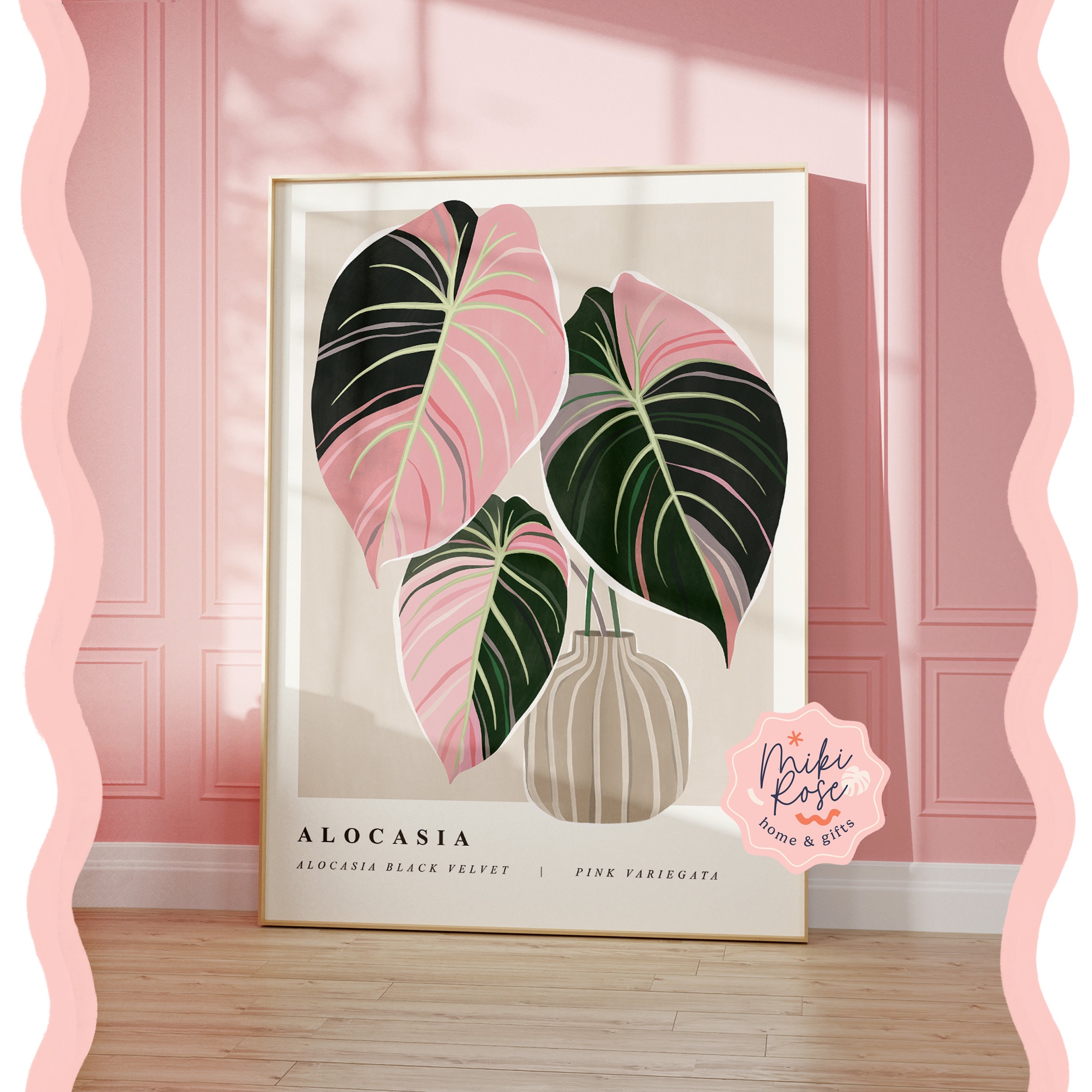 Alocasia black velvet pink variegated - Etsy 日本