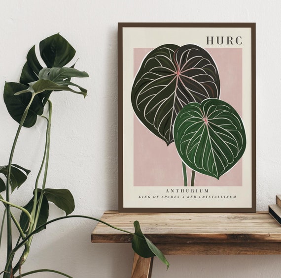 King of spades × Red Crystallinum Anthurium 