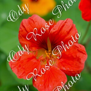 Digital Print- Nasturtium