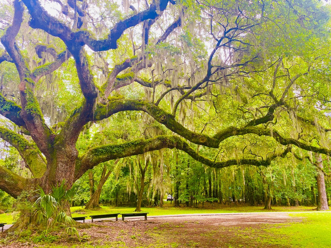 Angel Oak Tree Charleston Etsy